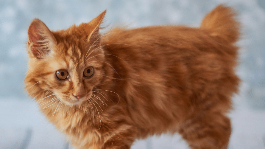 สายพันธุ์แมว Cat breed - storiecats