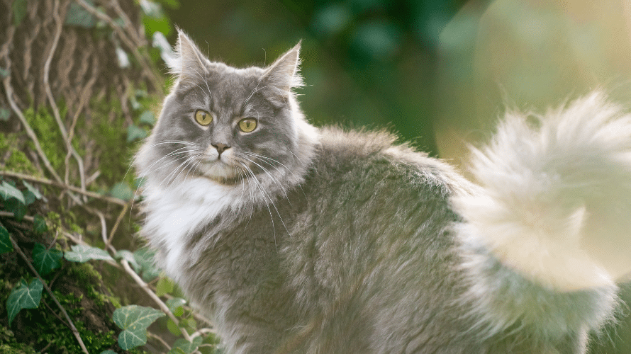 สายพันธุ์แมว Cat breed- storiecats