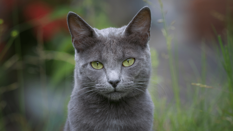 สายพันธุ์แมว Cat breed- storiecats