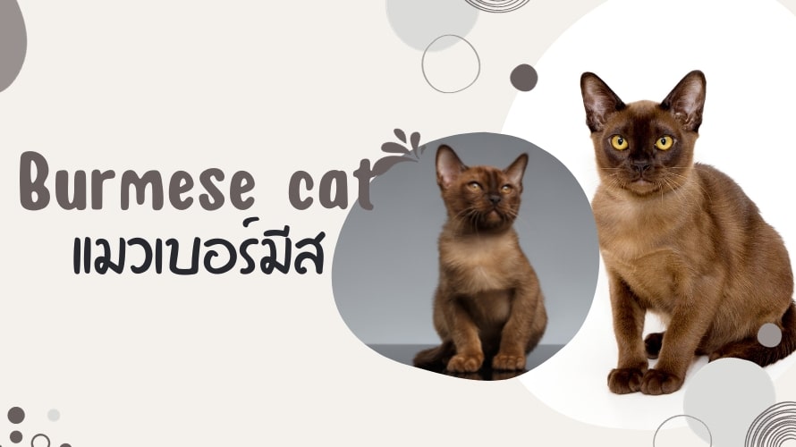 แมวเบอร์มีส (Burmese cat)