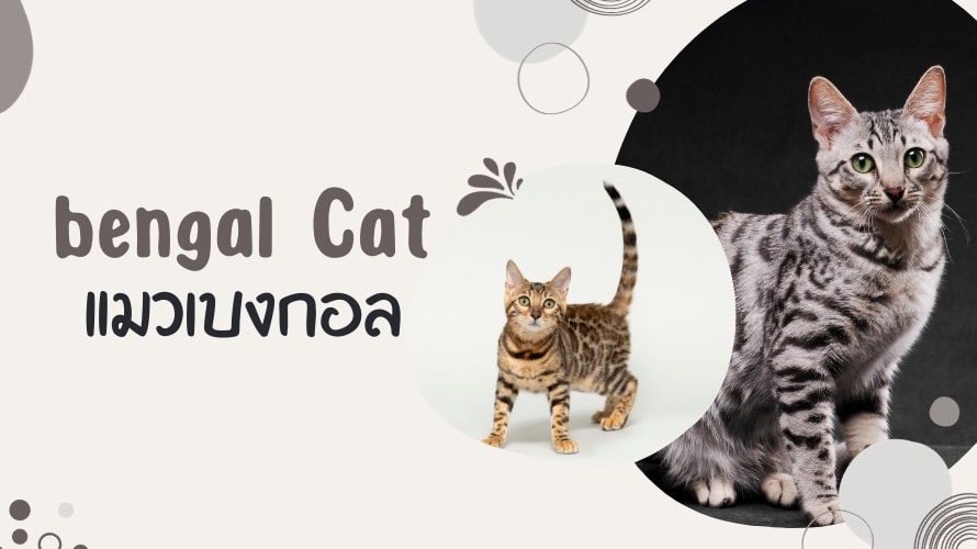 แมวเบงกอล (bengal cat)
