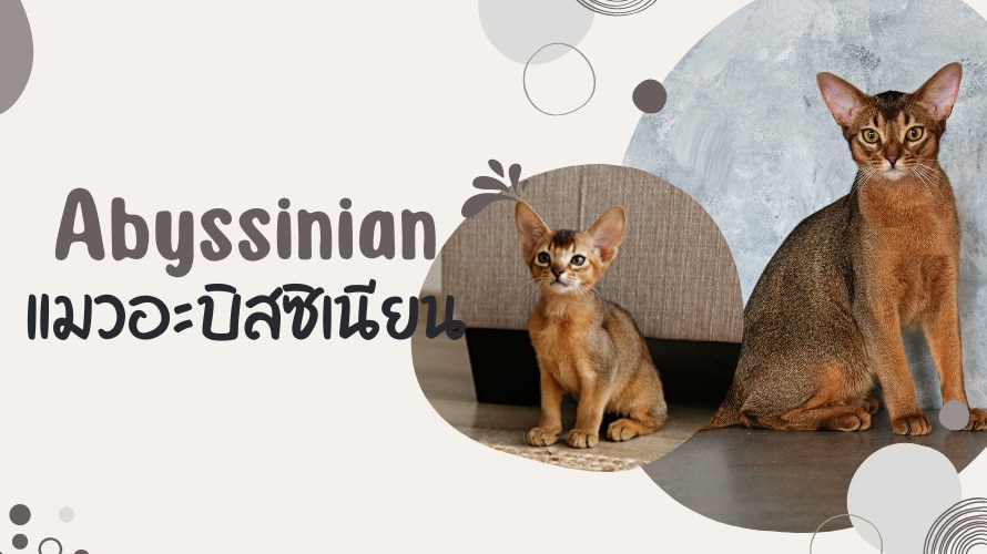 แมวอะบิสซิเนียน (Abyssinian cat)