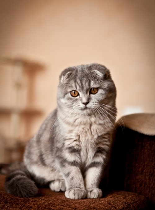 แมวสก๊อตติสโฟลด์ (Scottish Fold cat)