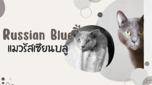 แมวรัสเซียนบูล (Russian Blue Cat)