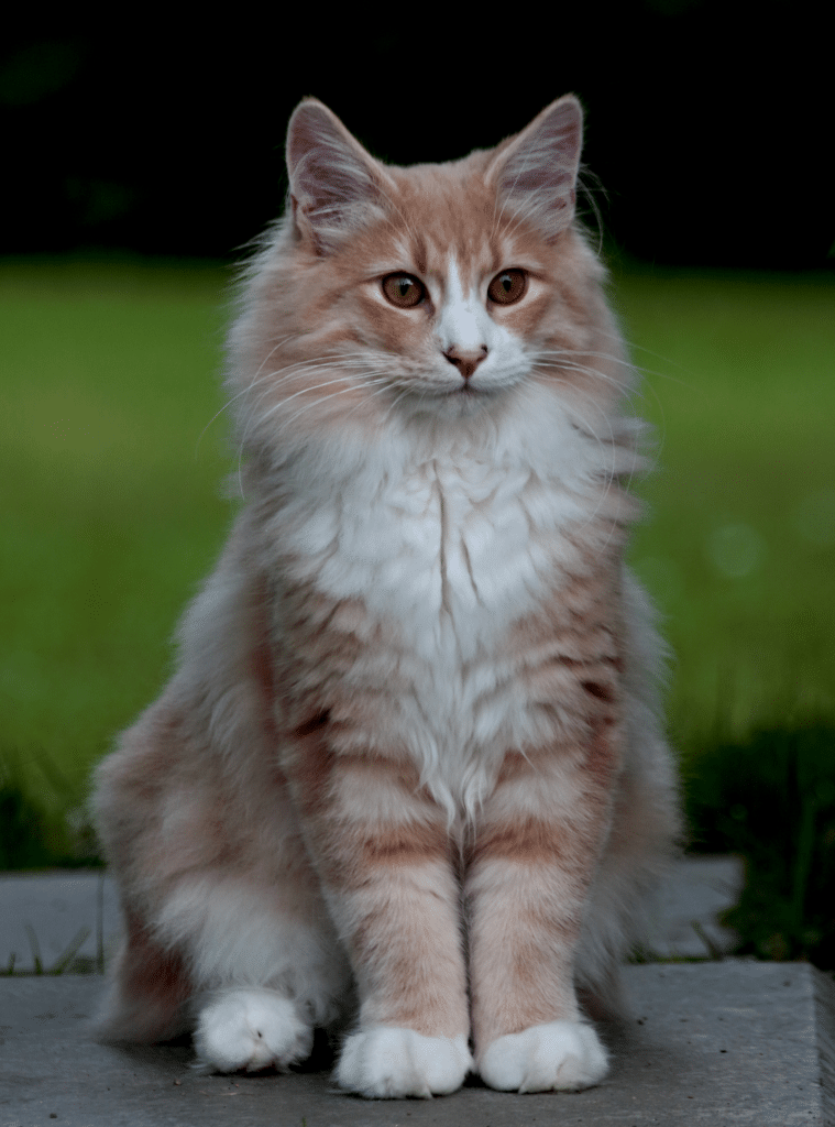 แมวไซบีเรียน(siberian cat)