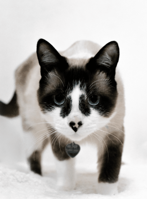 แมวสโนว์ชู (snowshoe cat)