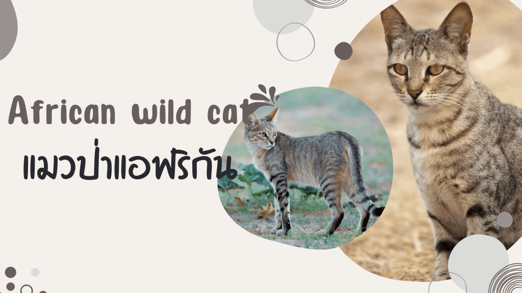 แมวป่าแอฟริกัน (African wild cat)